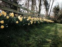 Daffodils in full flower outside the holiday barns. 