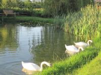 Swans, kingfishers and red kites are often seen. 